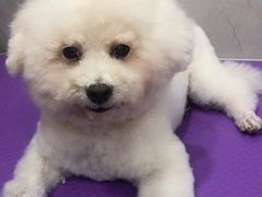-福懋动物医院·犬猫全科·外科·重症科(杏林分院)