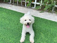 -汪说喵讲宠物乐园宠物酒店(红星美凯龙店)