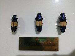 -上海昆虫博物馆