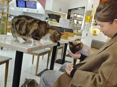 -喵园·猫主题咖啡厅·撸猫·猫咖(国贸店)