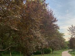 -昆山城市生态森林公园