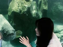 -广东惠东海龟国家级自然保护区