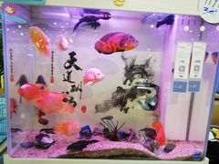 -龟与熊猫宠物公园(南坪店)