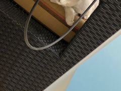 -lincat·猫舍(广州店)
