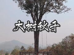 -大树秋千