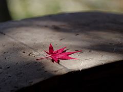 -秋霞圃