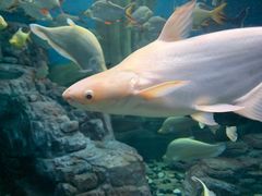 -上海海洋水族馆