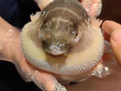 -肆月河豚·淮扬菜·湘菜(华天店)