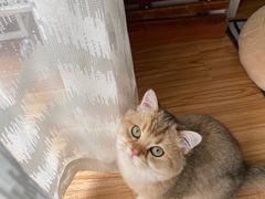 -东方名猫馆·英短金渐层布偶猫舍(环线广场1号楼店)