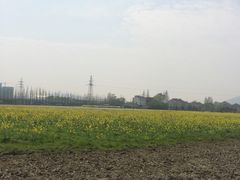 -长田漾湿地公园