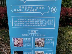 -高东镇樱花园