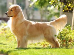 -宠福鑫康馨动物医院·骨科·眼科