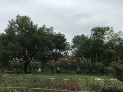 -东湖落雁景区