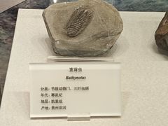 -贵州省地质博物馆