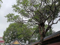 -碧江金楼