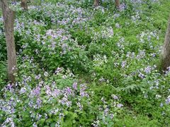 -西湖风景区-江洋畈生态公园