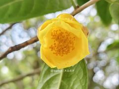 -中山市树木园
