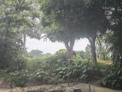 -深圳野生动物园