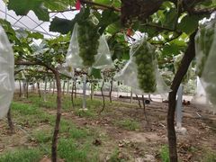 -马陆小张葡萄园农家乐