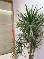 -郑州米兰柏羽集美医疗美容医院