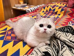 -momokira米努特·德文卷毛猫·棉花面纱犬