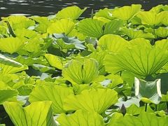 -荔湾湖公园