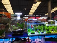 -曲阳花鸟市场(曲阳路店)