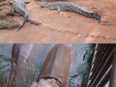 -海南热带野生动植物园