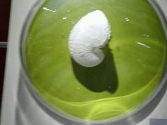 -青岛贝壳博物馆