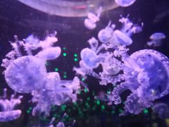 -石家庄海洋公园