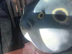 -肆月河豚·新淮扬(金融街店)