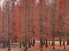 -白鹭湾湿地公园
