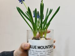 -双季花艺园艺市场(浦东店)