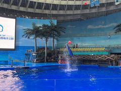 -海合安成都极地海洋公园