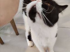 -平行世界·猫咖(首经贸店)