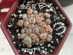 -万商花鸟市场