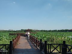 -荷塘月色湿地公园·向阳花洲