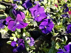 -哈尔滨文化公园