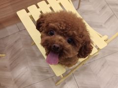 -Pets First伊珊娜洗护·精致美容·家庭式寄养(新会路店)