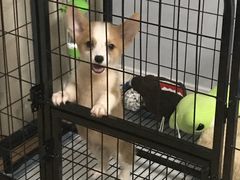 -翊宠yipet猫狗购宠庄园犬舍•猫舍