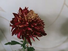 -杭州植物园