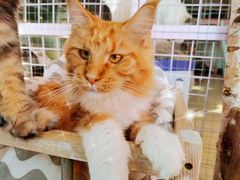 -70cat德文卷毛猫·缅因猫纯种猫舍