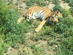 -新疆天山野生动物园