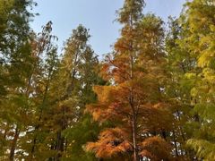 -溱湖国家湿地公园