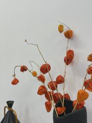 -蚂蚁造型俱乐部