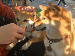 -柴犬高等学院·狗咖·柴犬售卖·宠物训练