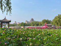 -莲花池公园