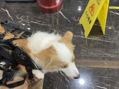 -宠颐生斯嘉宠物医院·急重症·心内科(谷阳北路分院)