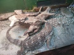 -上海大自然野生昆虫馆