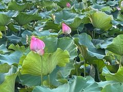 -金银湖国家城市湿地公园